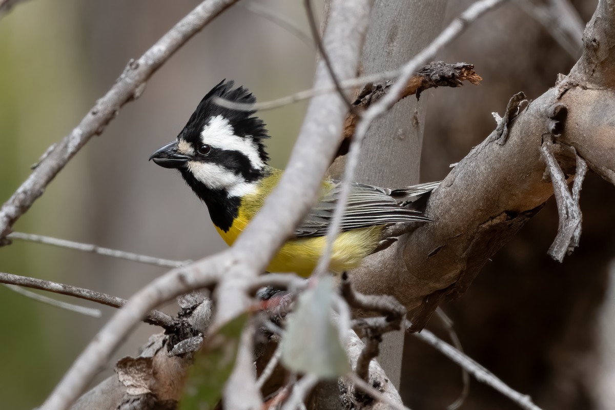 Eastern Shrike-tit - ML644019701