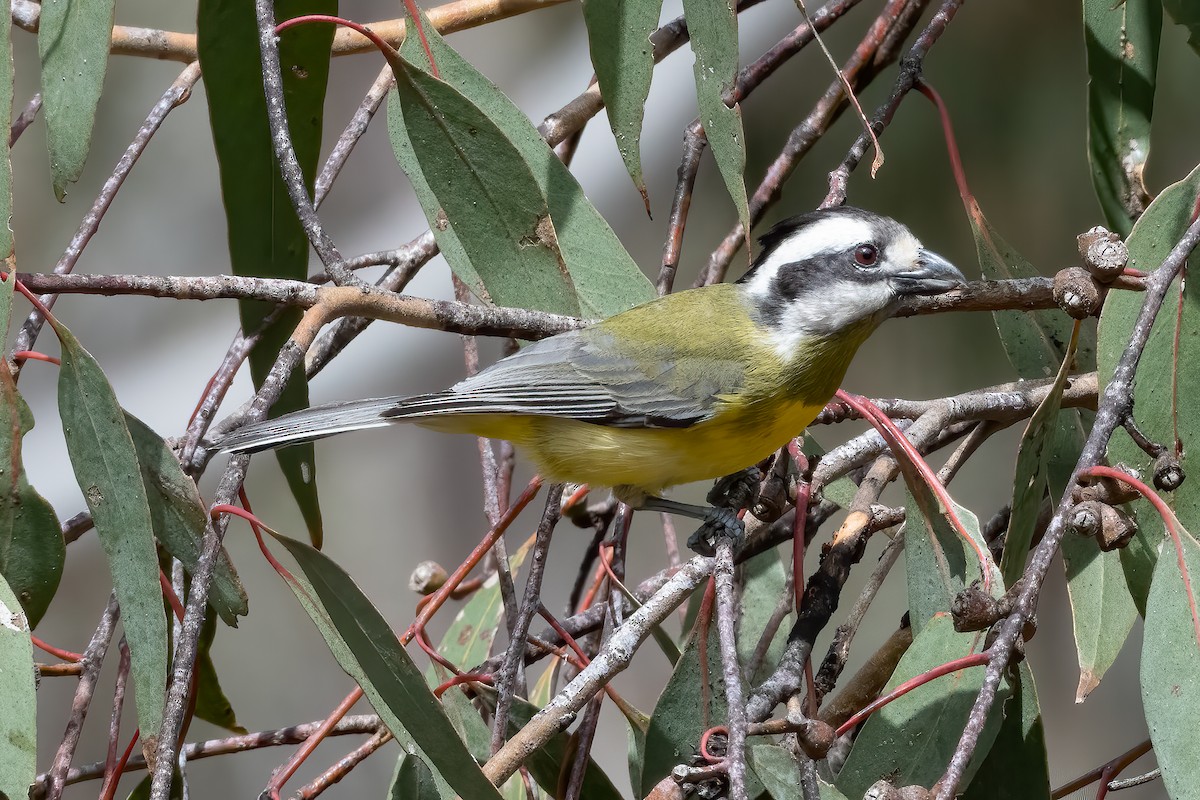 Eastern Shrike-tit - ML644019702