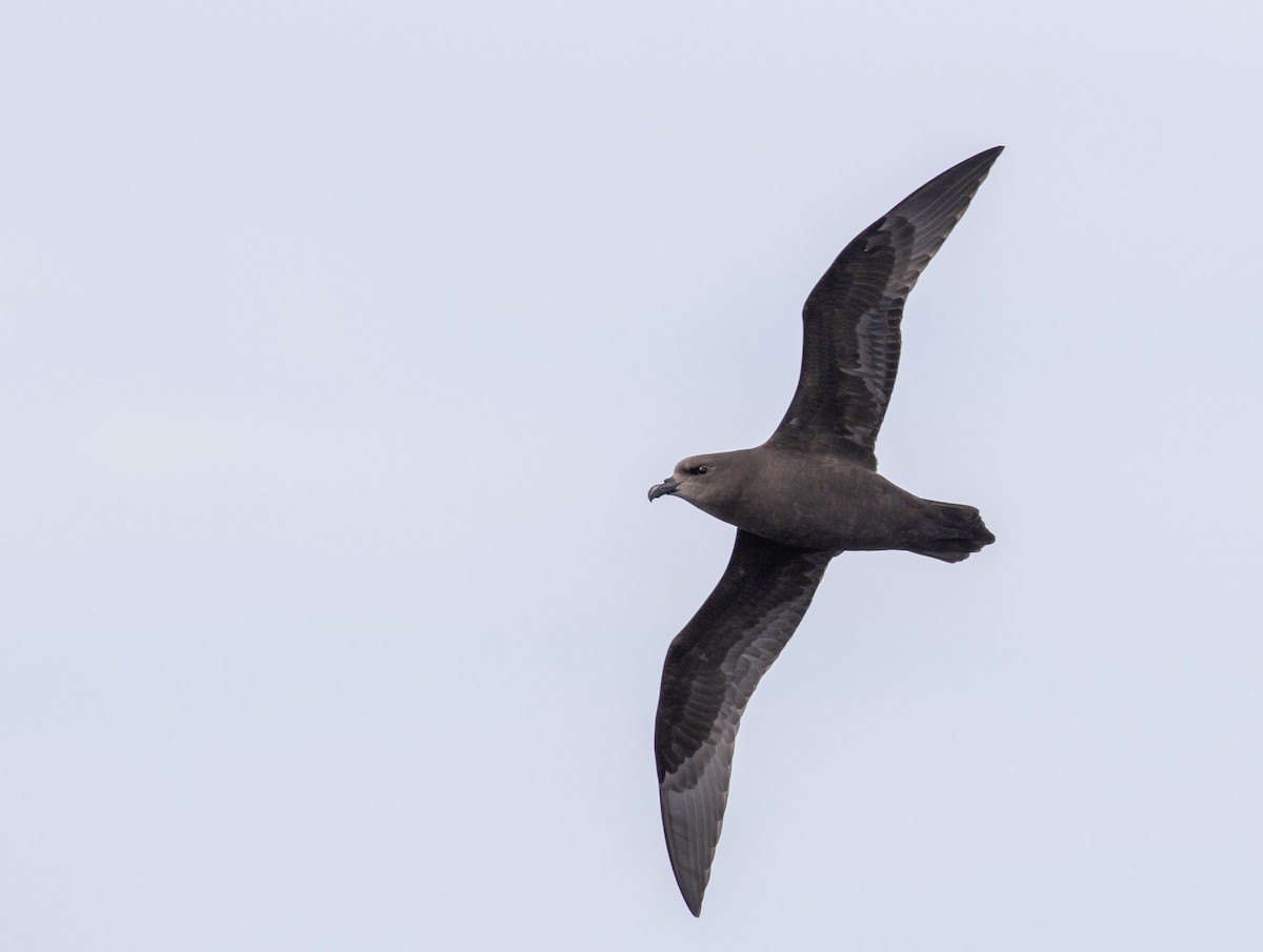 Great-winged Petrel - ML644019712