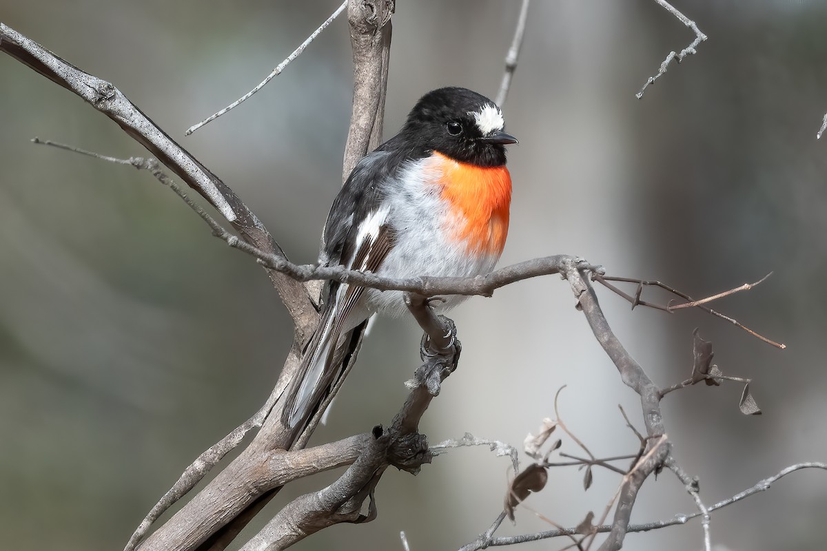 Scarlet Robin - ML644019716