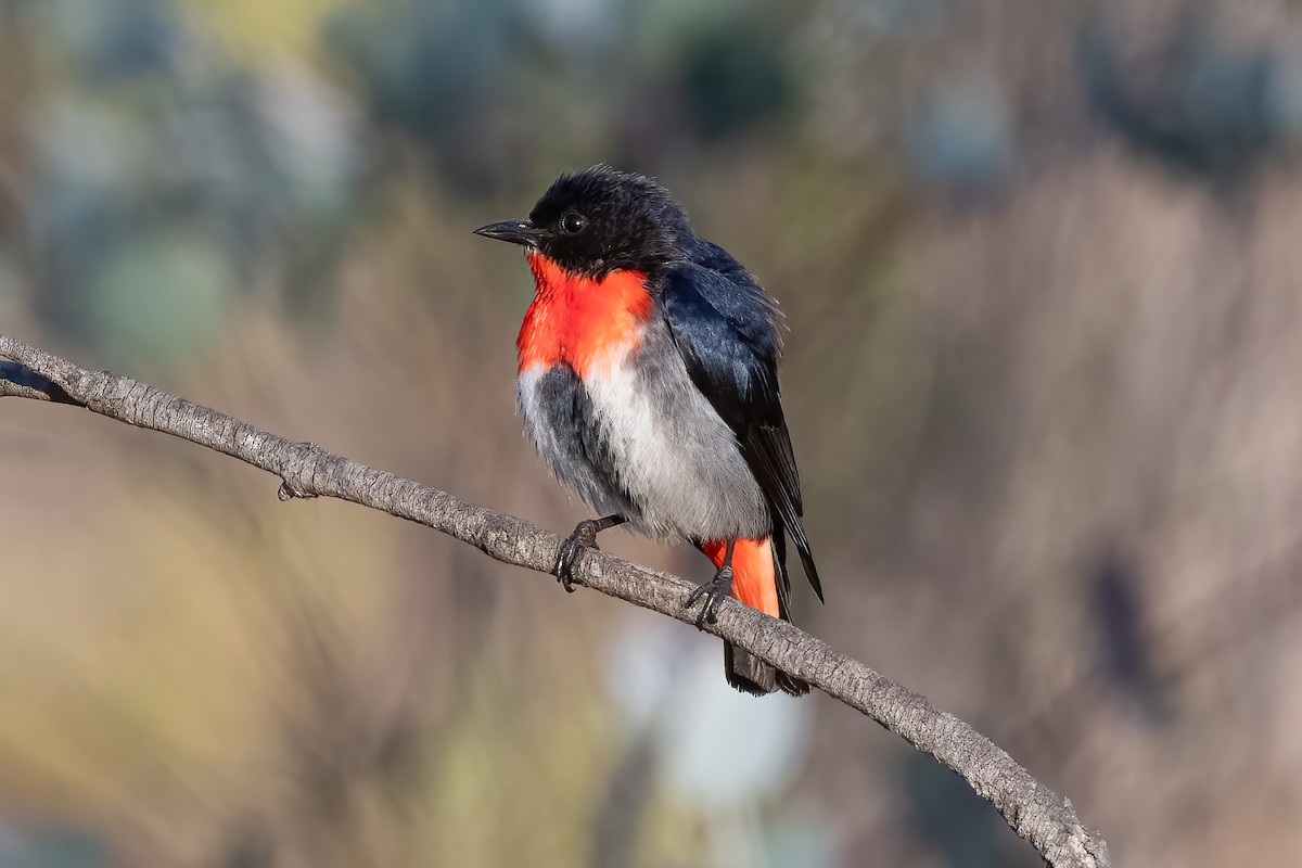 Mistletoebird - ML644019721