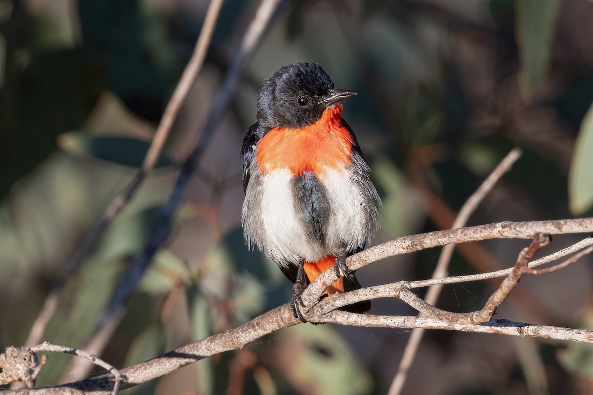 Mistletoebird - ML644019722