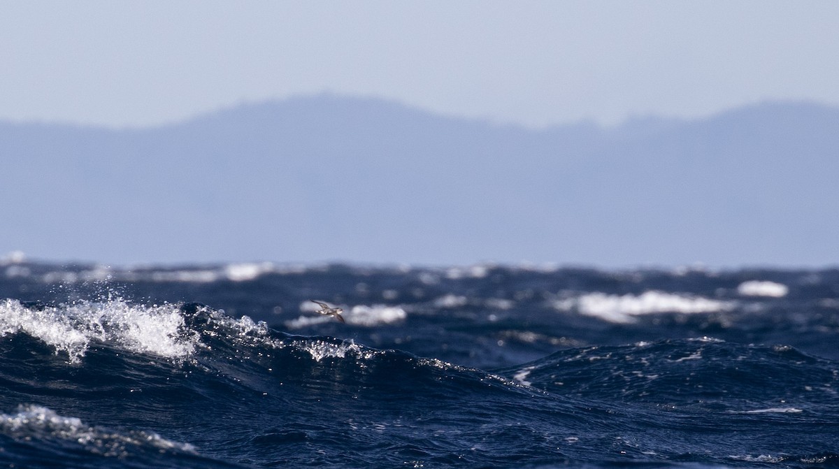 Puffinure plongeur - ML644019723