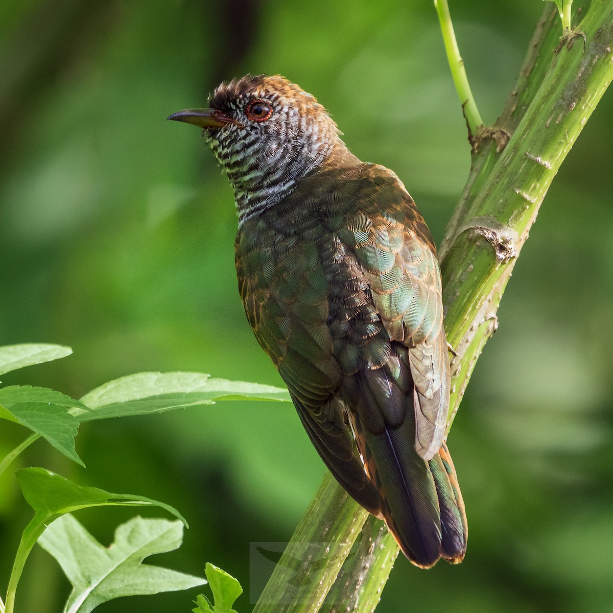 Violet Cuckoo - ML644019725
