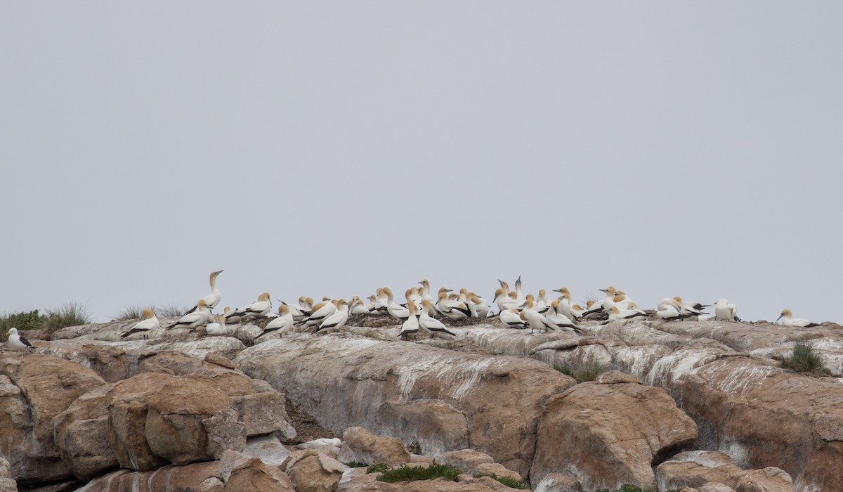 Australasian Gannet - ML644019726
