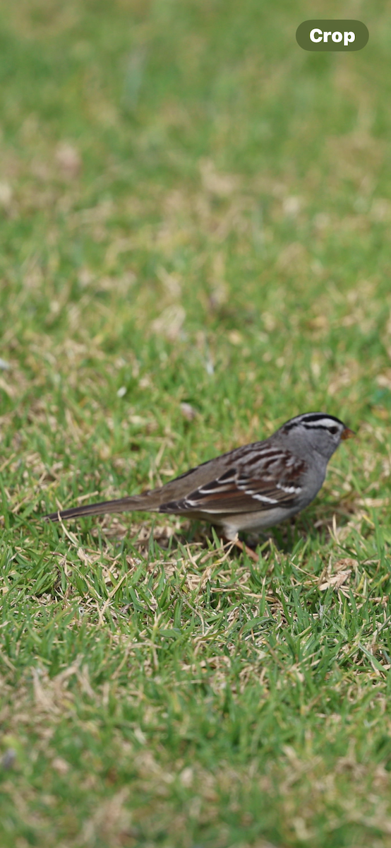 White-crowned Sparrow - ML644019738