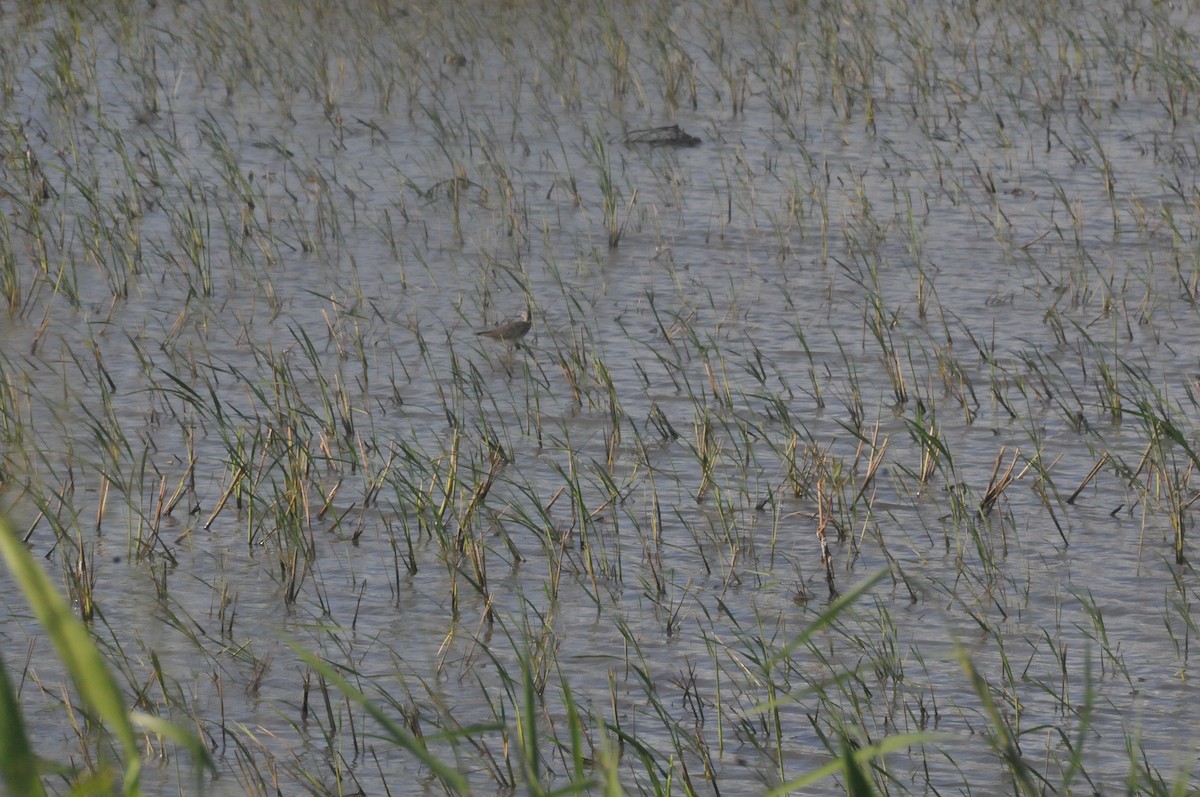 Lesser Yellowlegs - ML644019742