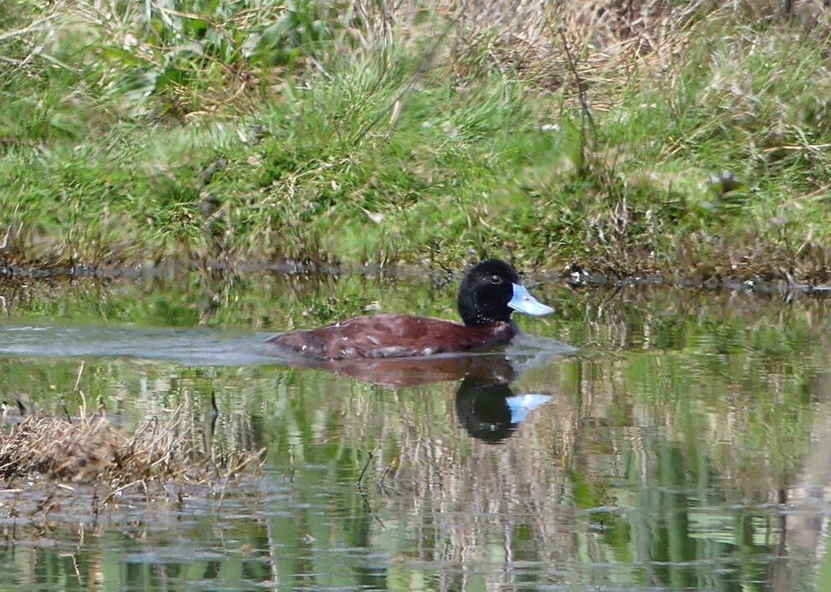 Blue-billed Duck - ML644019757