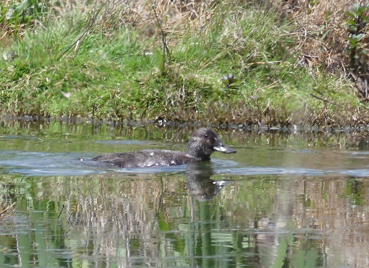Blue-billed Duck - ML644019758