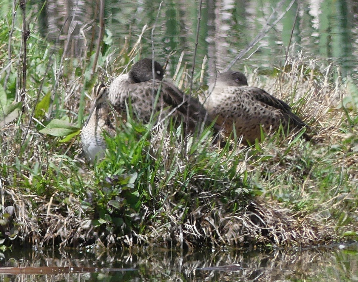 Latham's Snipe - ML644019762