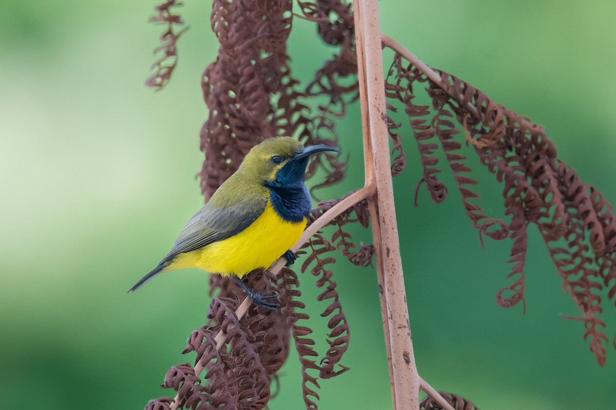 Sahul Sunbird - ML644019793
