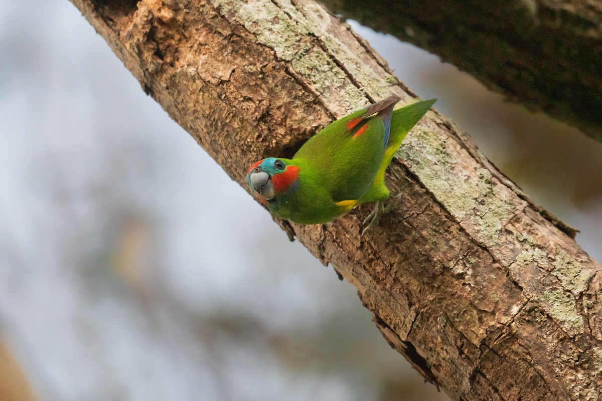 Double-eyed Fig-Parrot - ML644019808