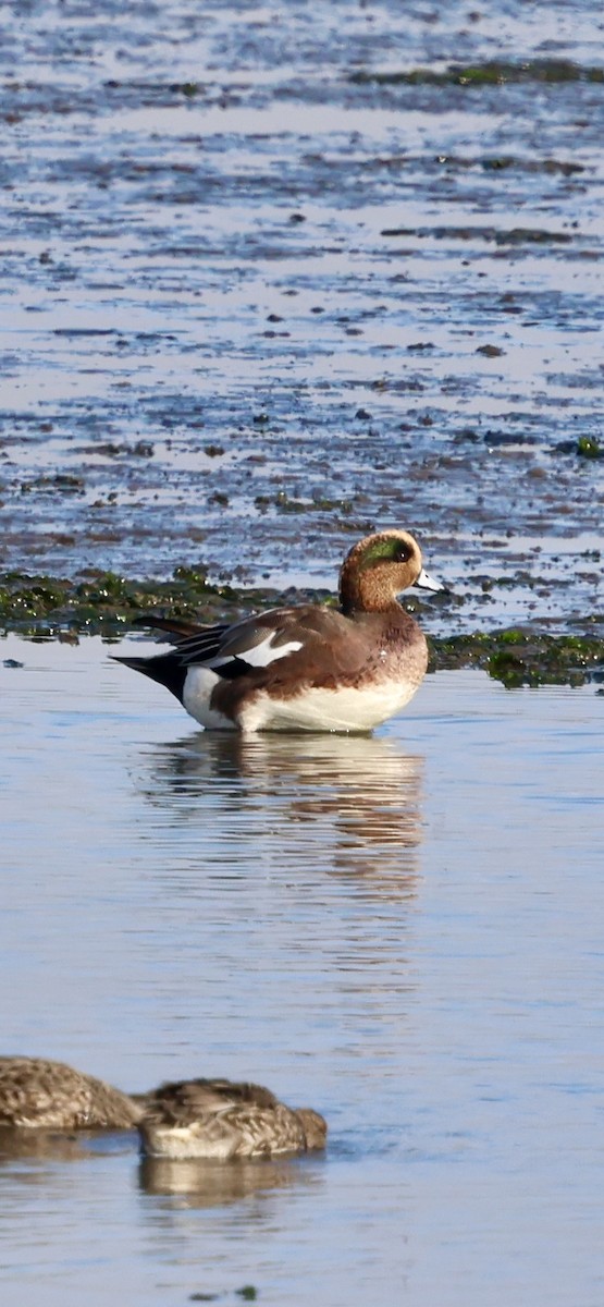 Hybride Canard siffleur x C. d'Amérique - ML644019810