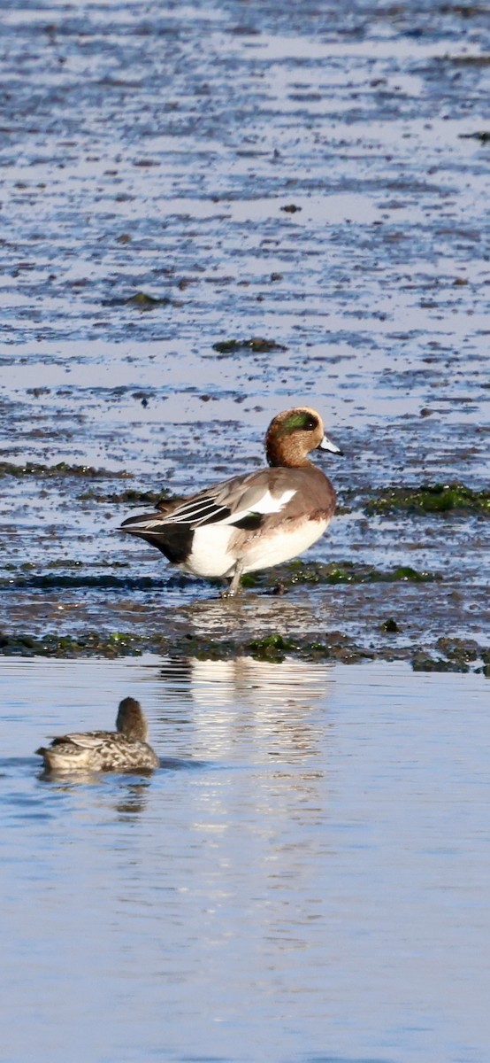 Hybride Canard siffleur x C. d'Amérique - ML644019811