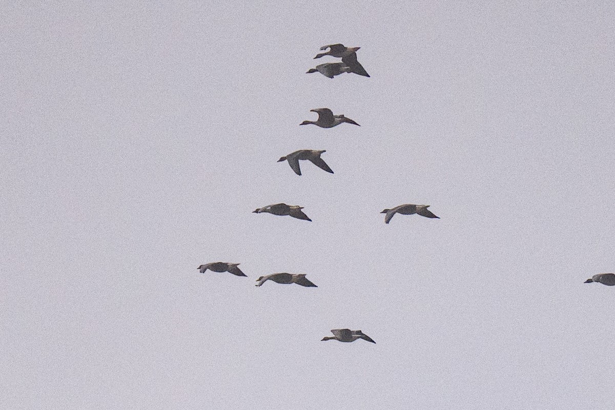 Greater White-fronted Goose (Eurasian) - ML644019813