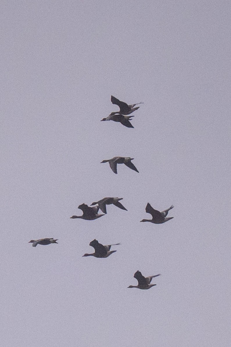 Greater White-fronted Goose (Eurasian) - ML644019814