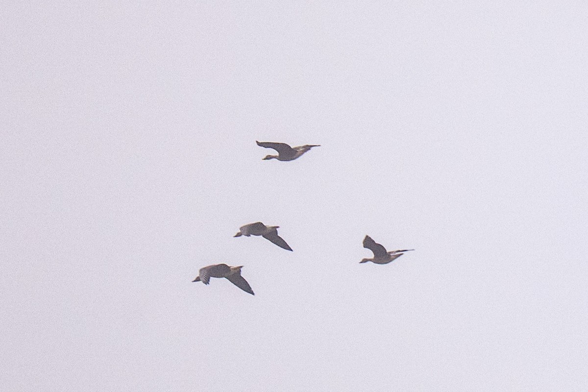 Greater White-fronted Goose (Eurasian) - ML644019815