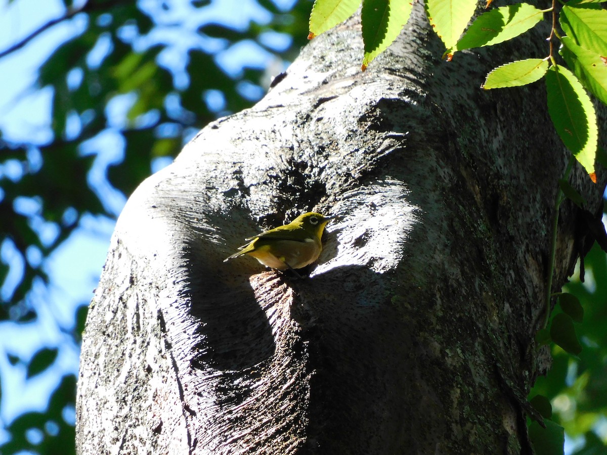 Warbling White-eye - ML644019829