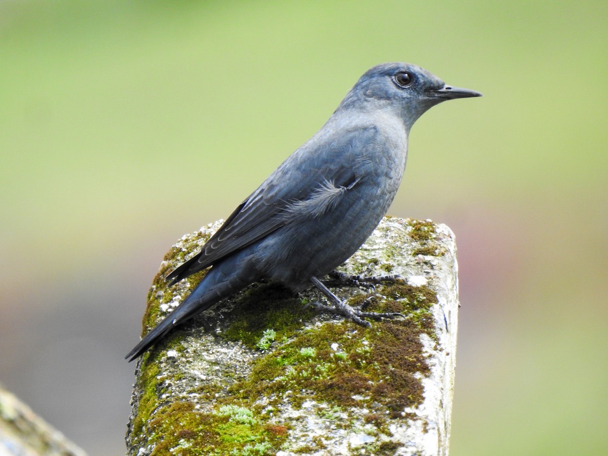 Blue Rock-Thrush - ML644019835