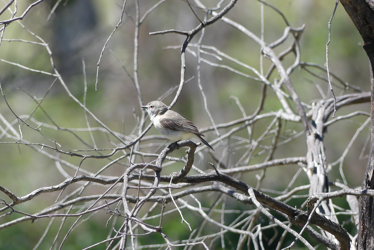 Western Gerygone - ML644019904