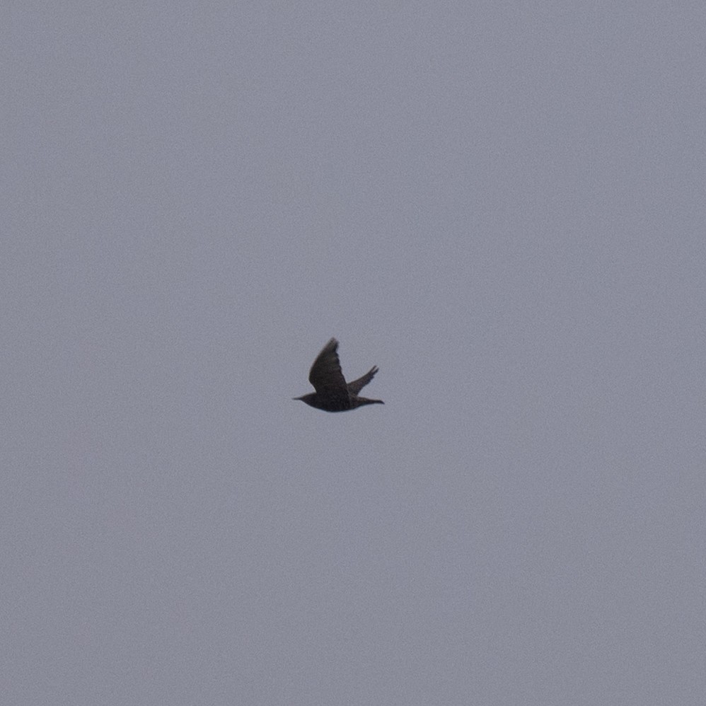 European Starling - ML644019908