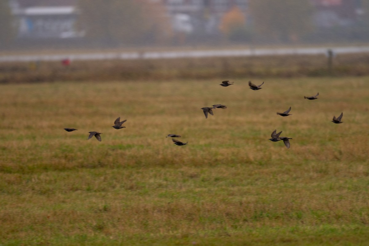 European Starling - ML644019911