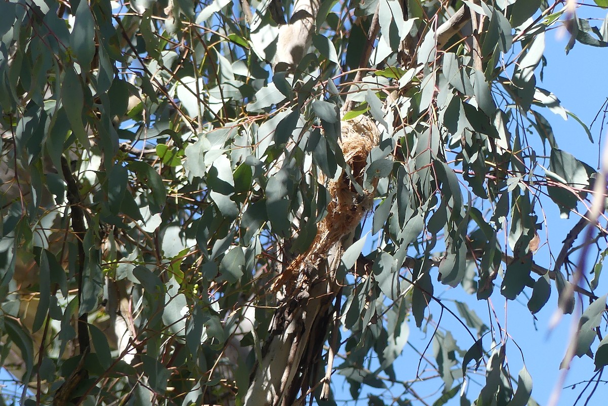 White-throated Gerygone - ML644019912