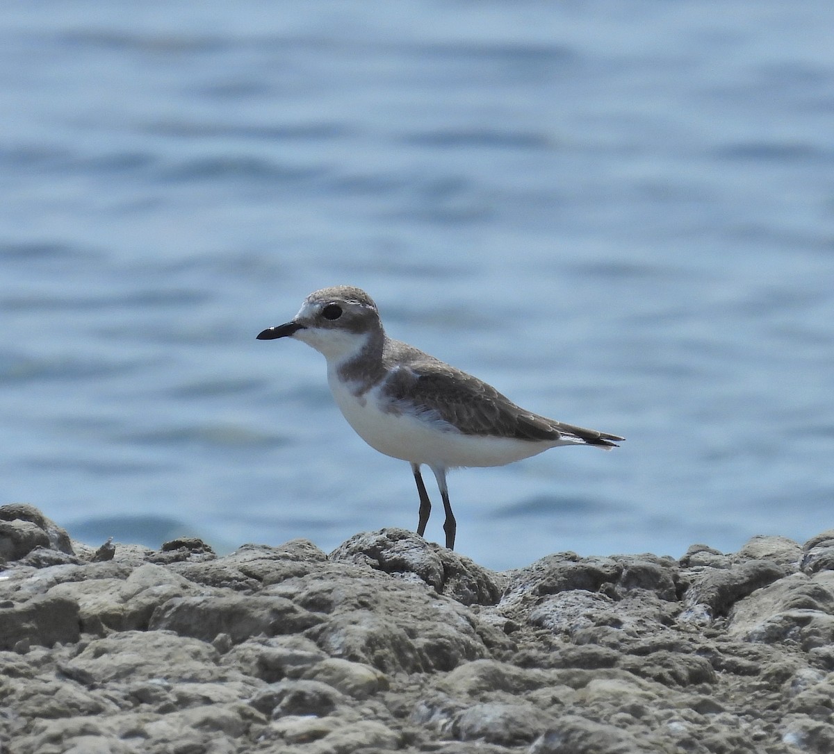 Tibetan Sand-Plover - ML644019940