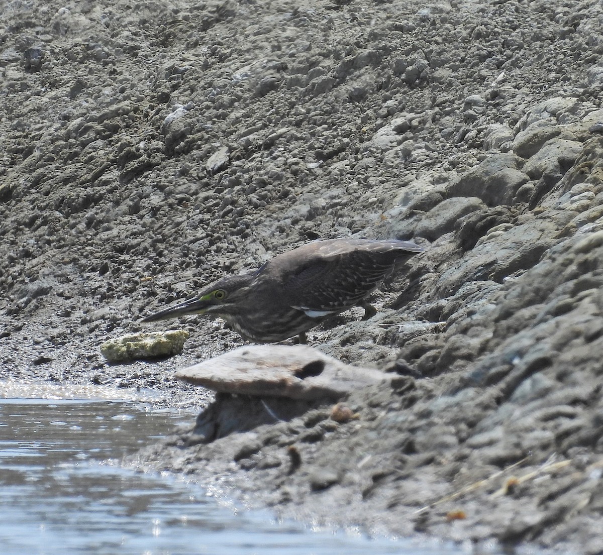 Striated Heron - ML644019956