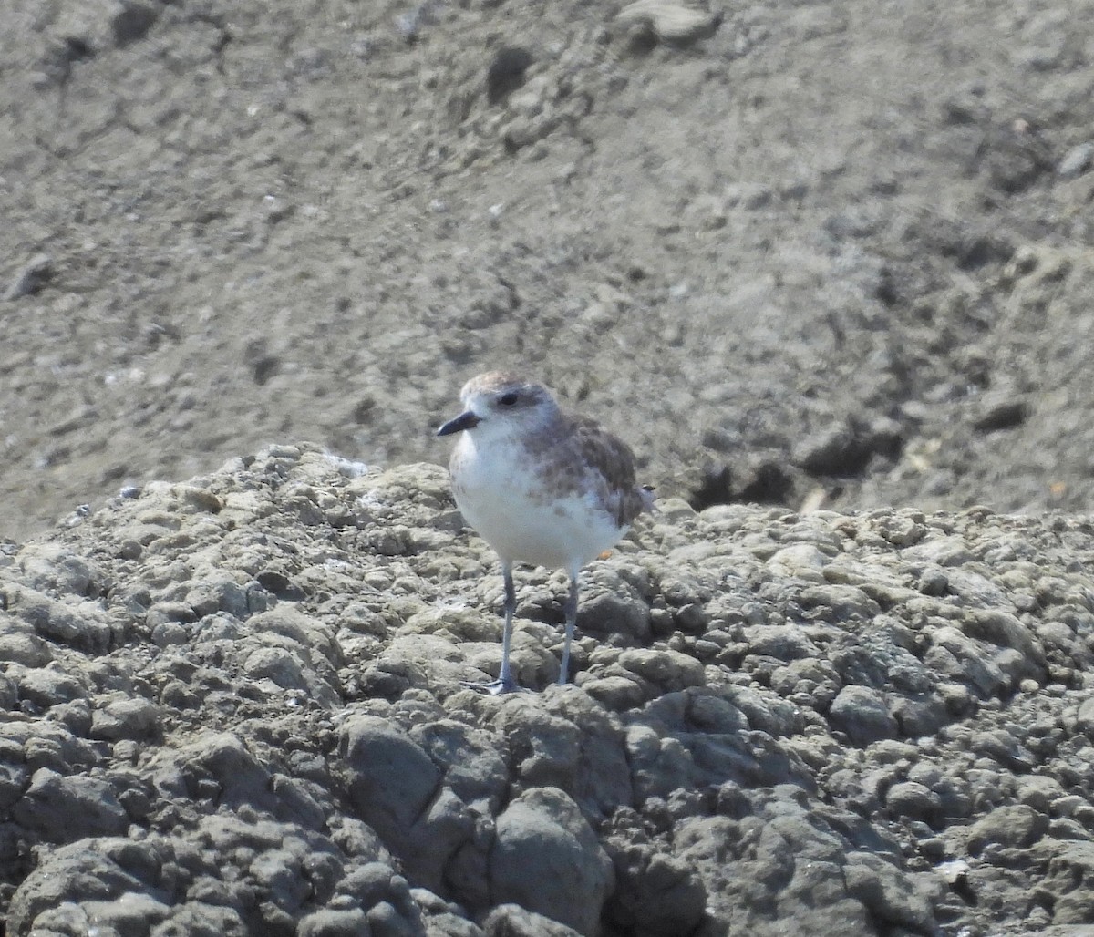 Leschenaultii txirritxoa - ML644019969