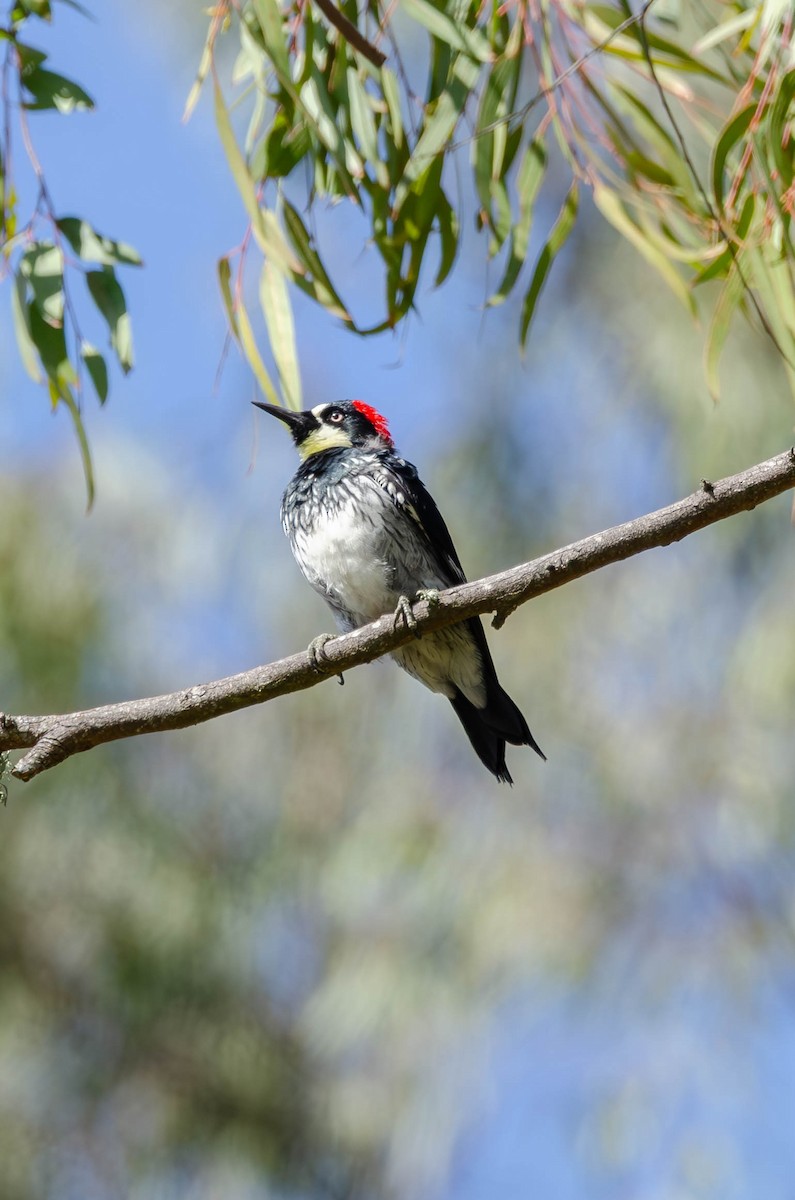 Acorn Woodpecker - ML644019976