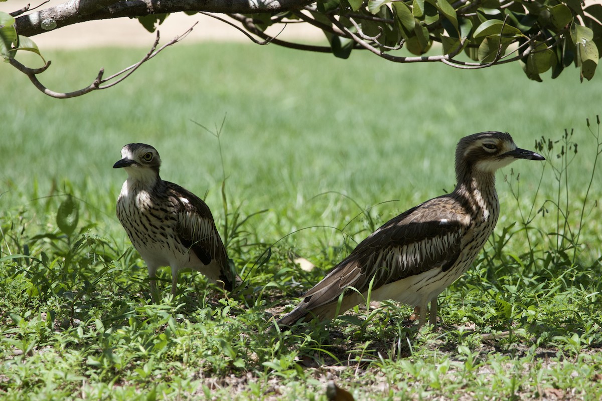 Bush Thick-knee - ML644020000