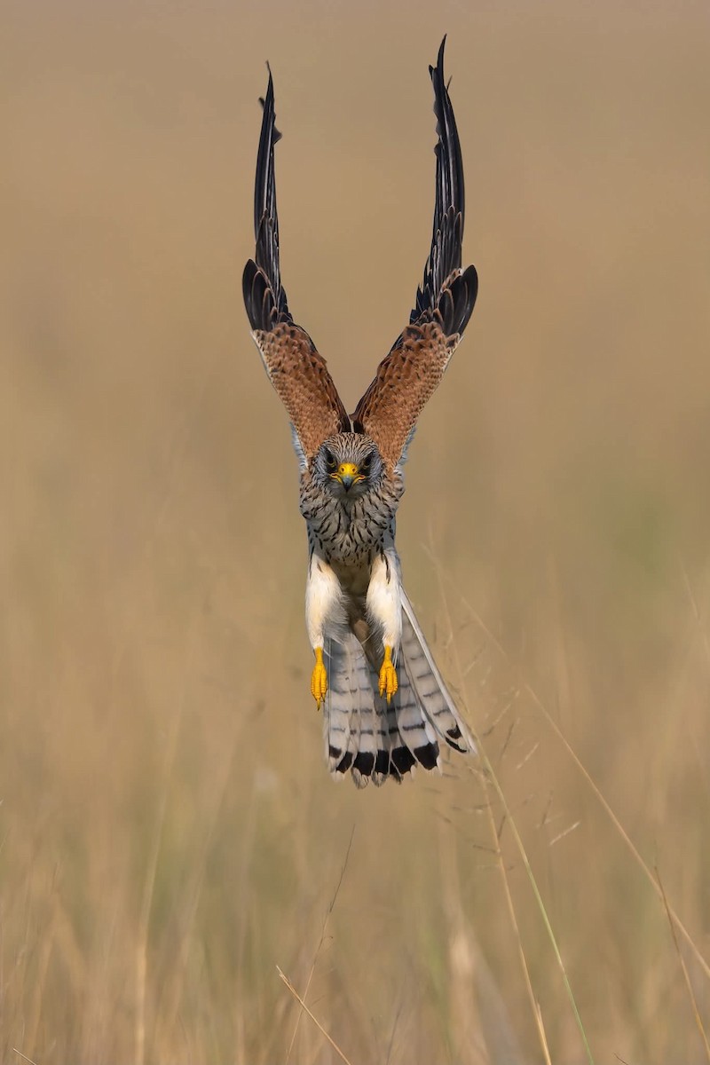 Lesser Kestrel - saurabh kalia