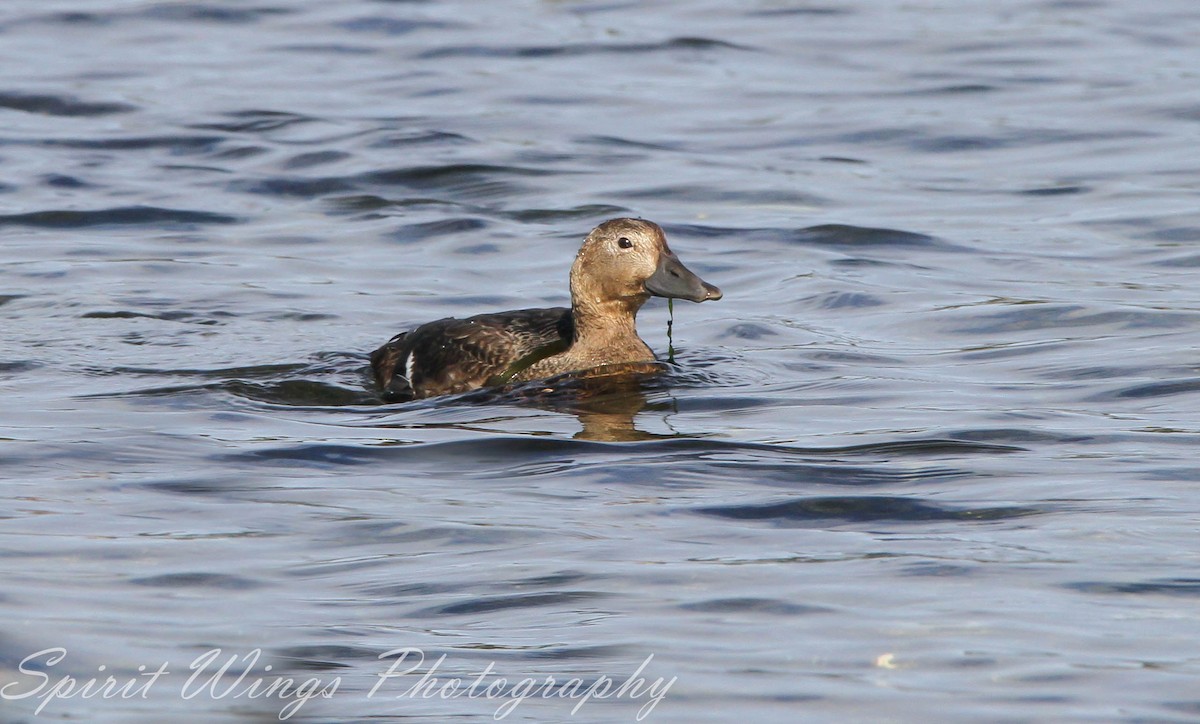 stellerand - ML644020006