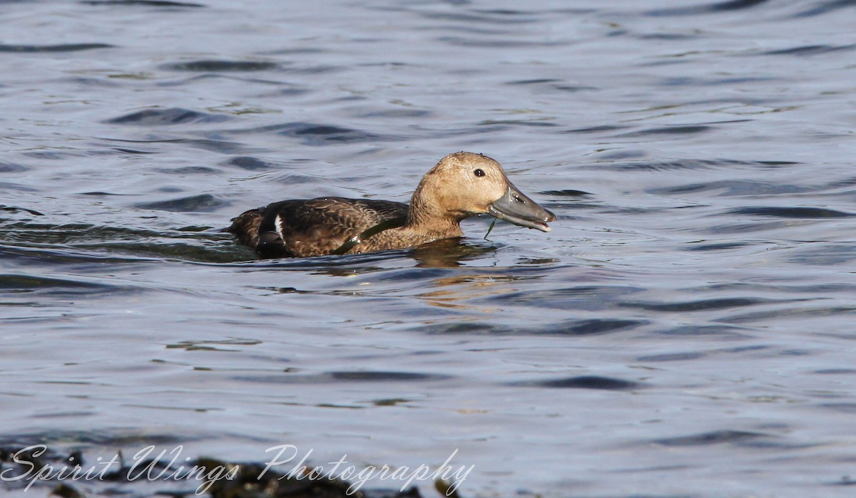 stellerand - ML644020007