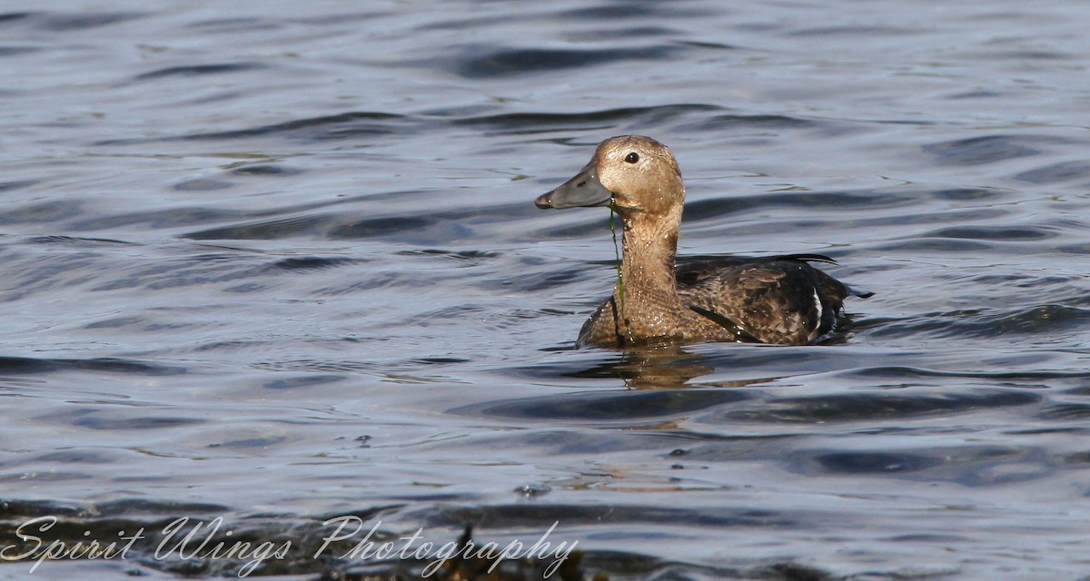 stellerand - ML644020008