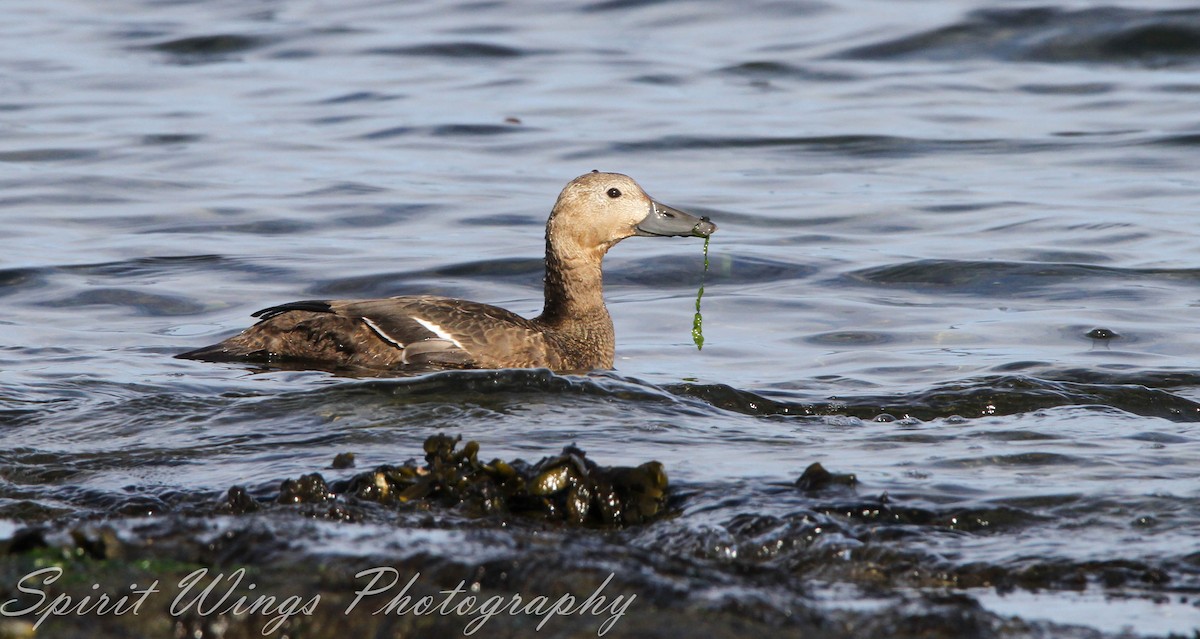 stellerand - ML644020009