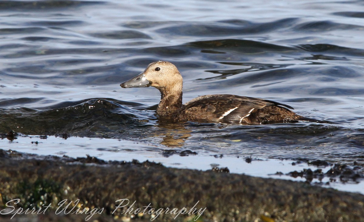 stellerand - ML644020010