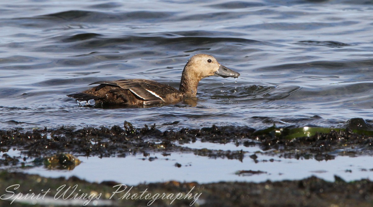 stellerand - ML644020011