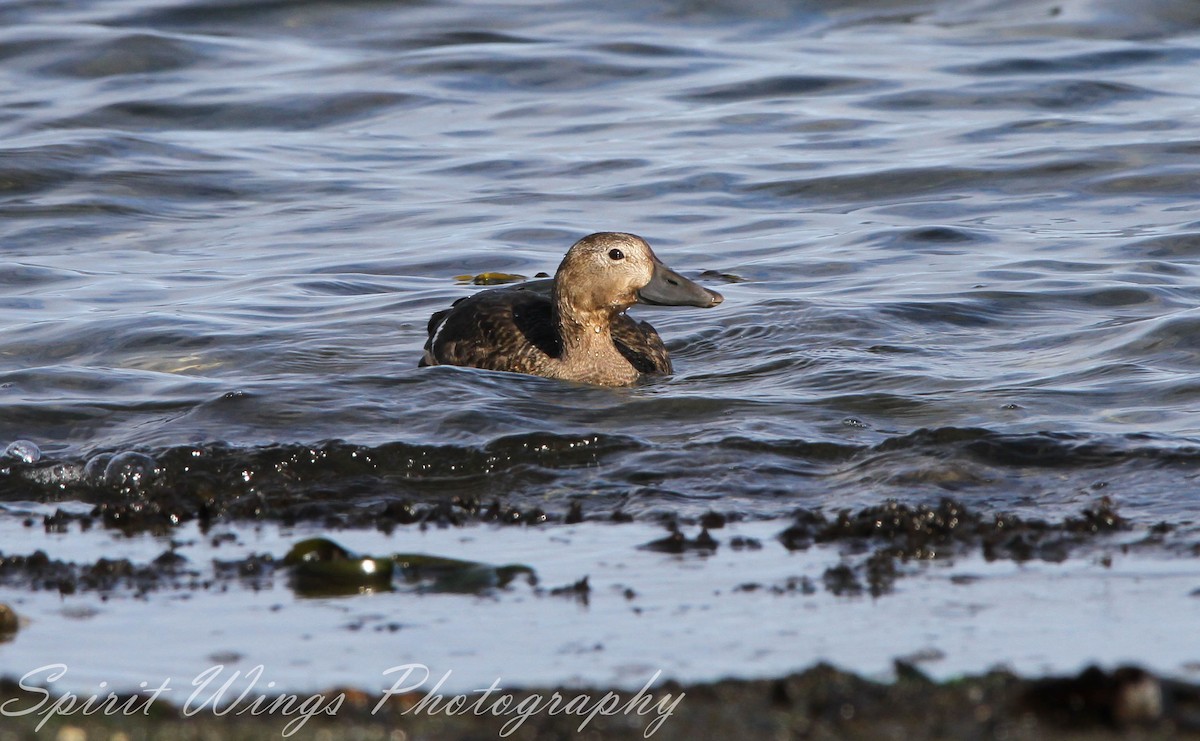 stellerand - ML644020012