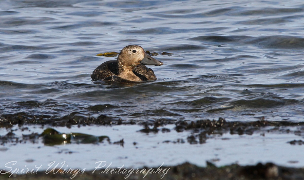 stellerand - ML644020013