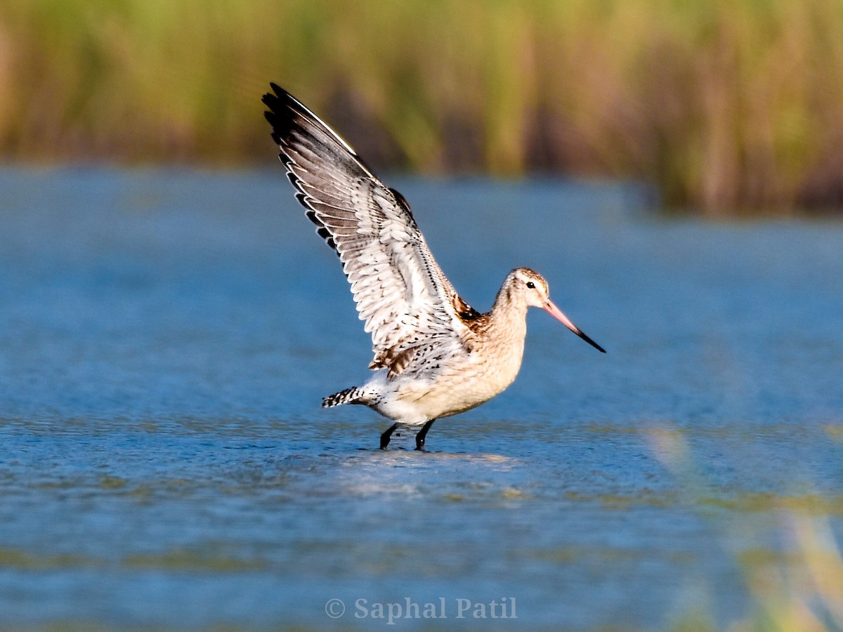 Bar-tailed Godwit - ML644020020