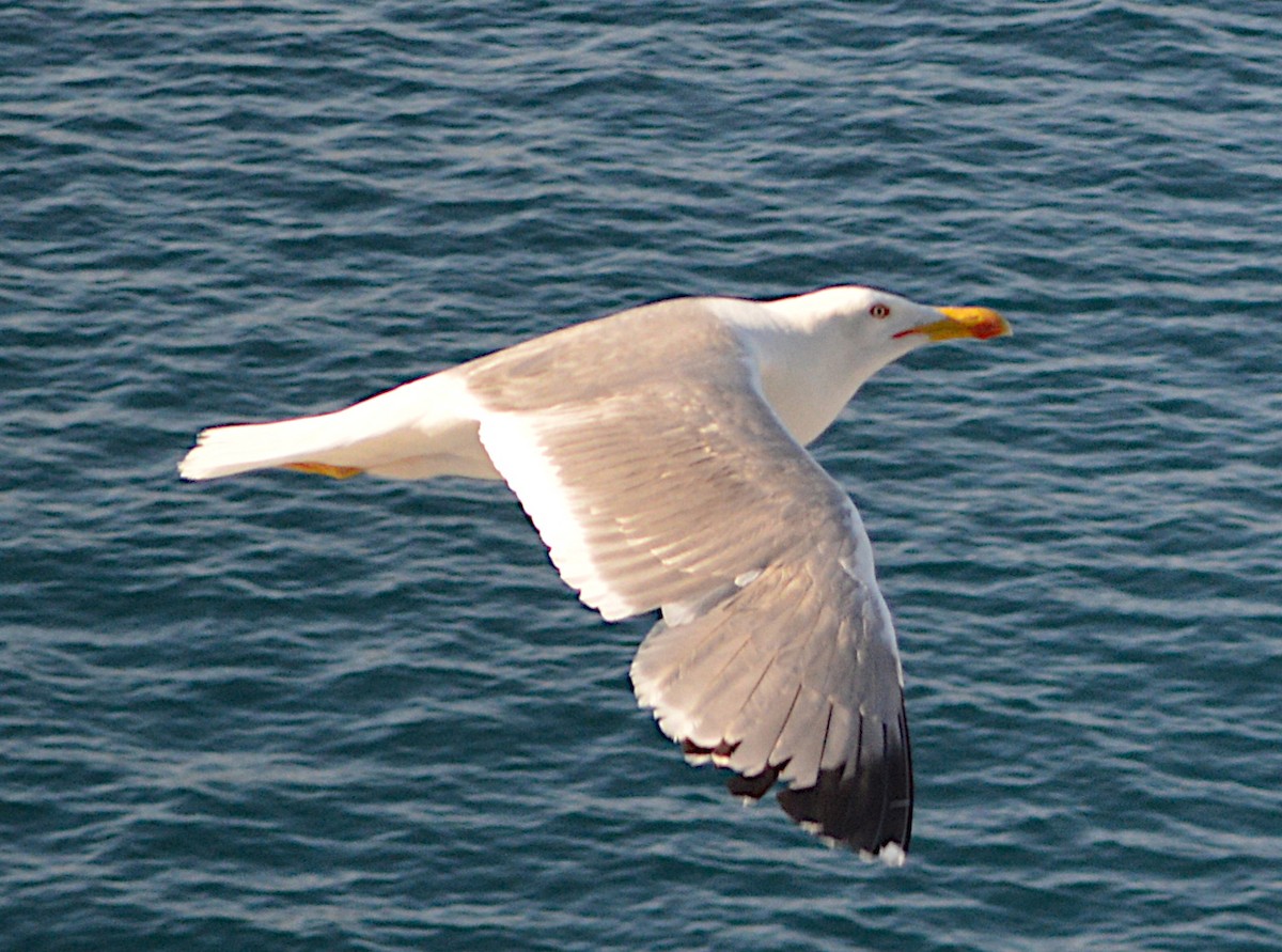 gulbeinmåke - ML644020025
