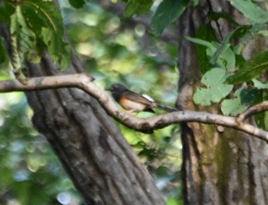 White-rumped Shama - ML644020054