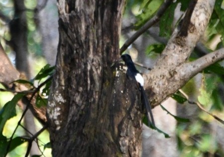 White-rumped Shama - ML644020055