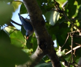 Velvet-fronted Nuthatch - ML644020057
