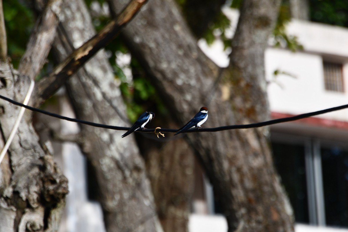 Wire-tailed Swallow - ML644020069