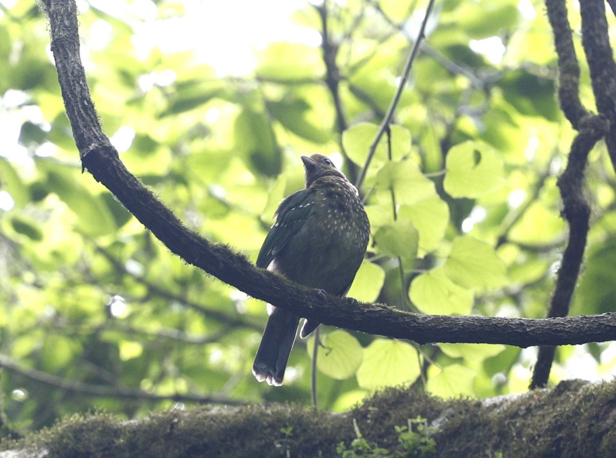 Green Catbird - ML644020070