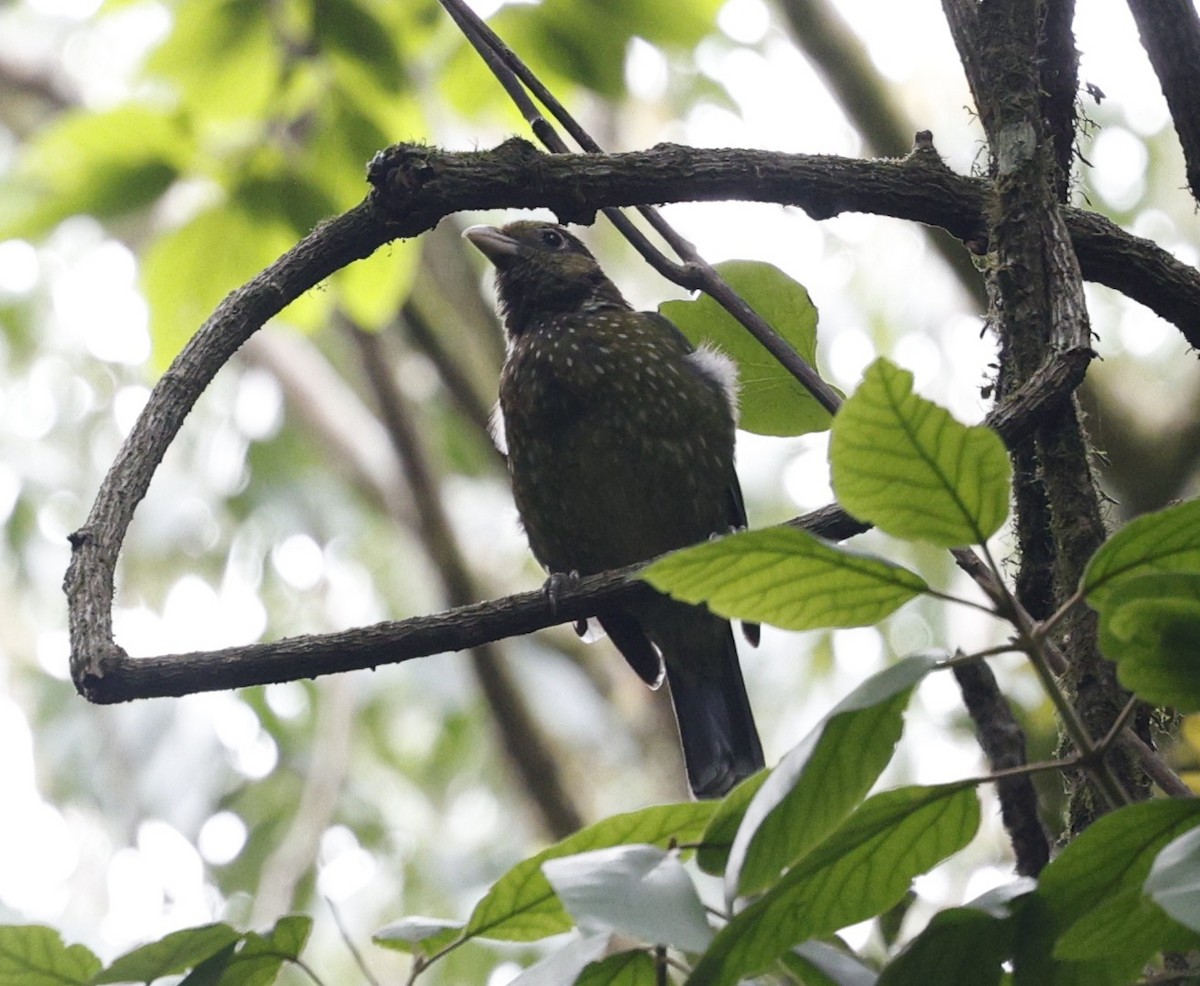 Green Catbird - ML644020071