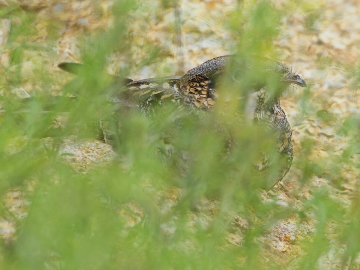 Indian Nightjar - ML644020084